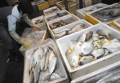 物流中海鮮運(yùn)輸 冷鏈運(yùn)輸貨運(yùn)代理 冷藏集裝箱國(guó)際物流 特種柜貨運(yùn)代理